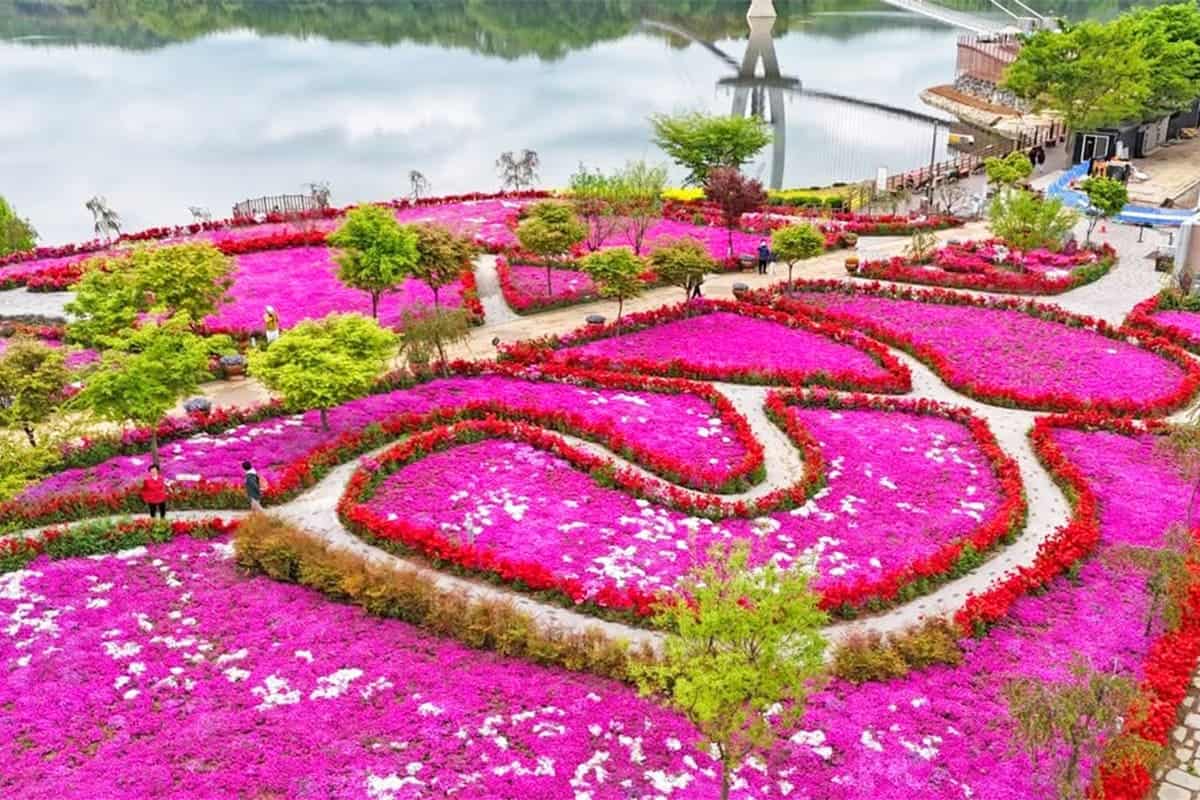 임실 붕어섬 봄꽃 임실 붕어섬 봄꽃