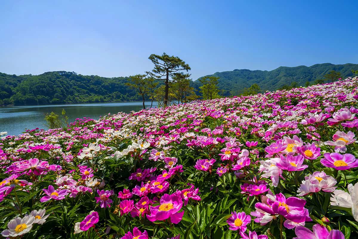 옥정호 작약