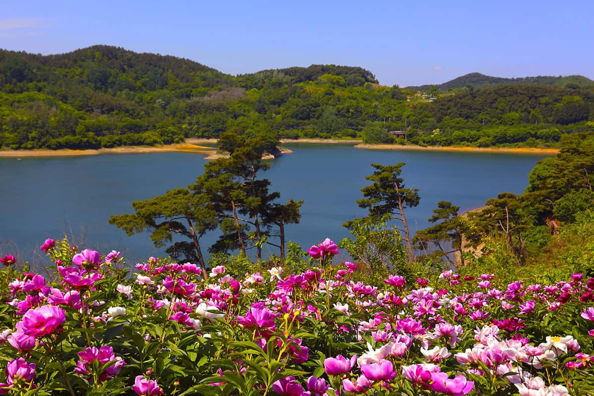 옥정호 작약꽃