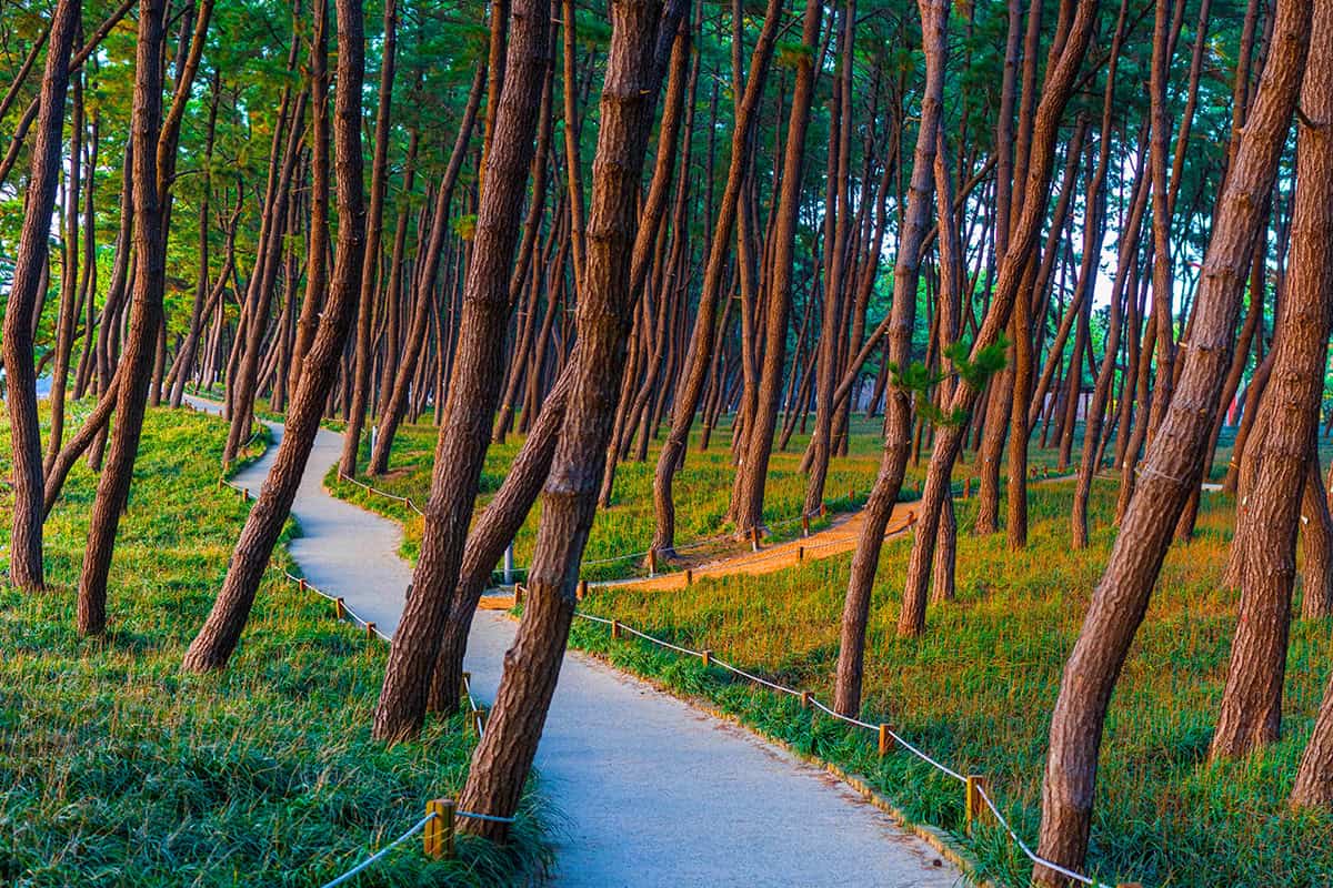 송림산림욕장