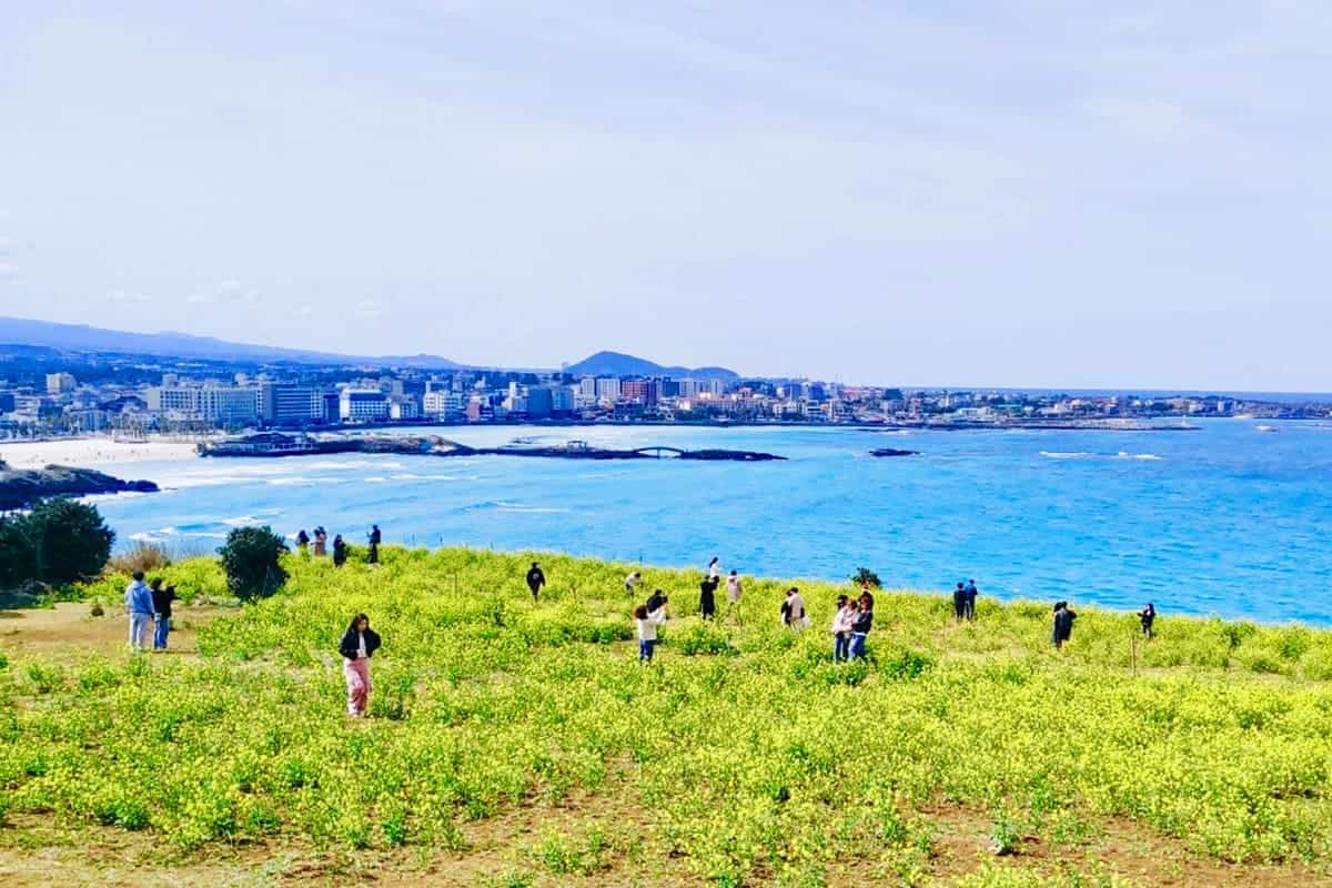 제주 함덕해변과 유채꽃