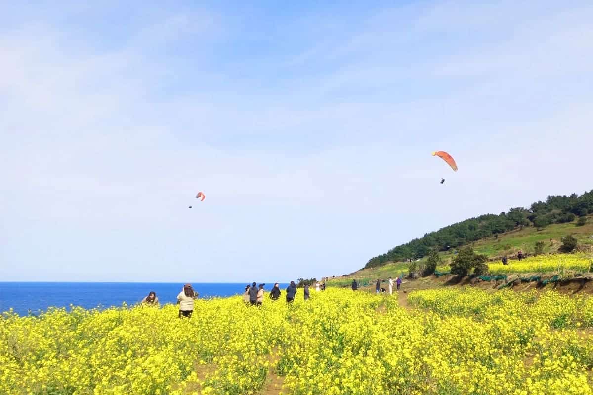 제주 함덕해변과 유채꽃 풍경