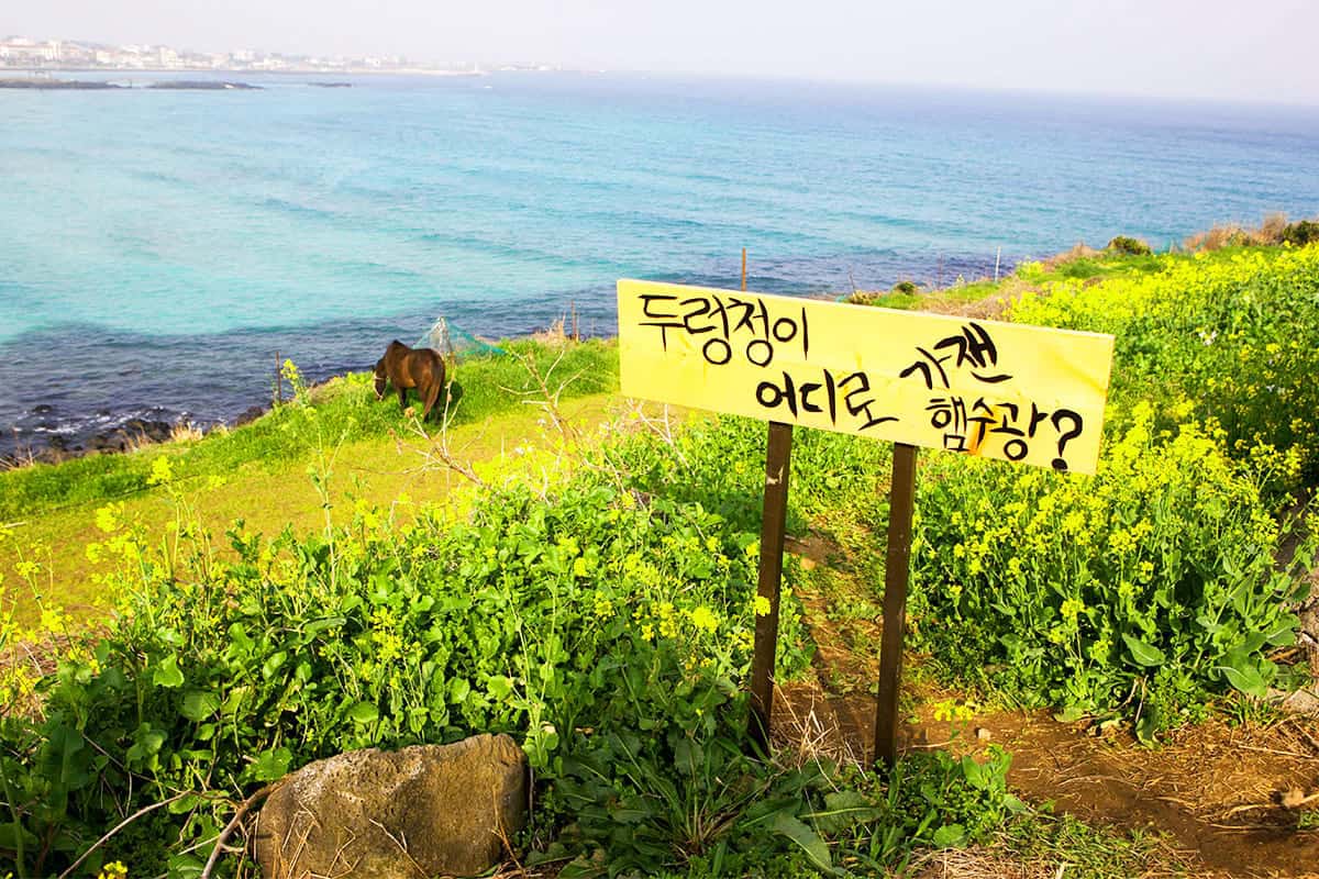 제주 함덕해변 유채꽃 둘레길