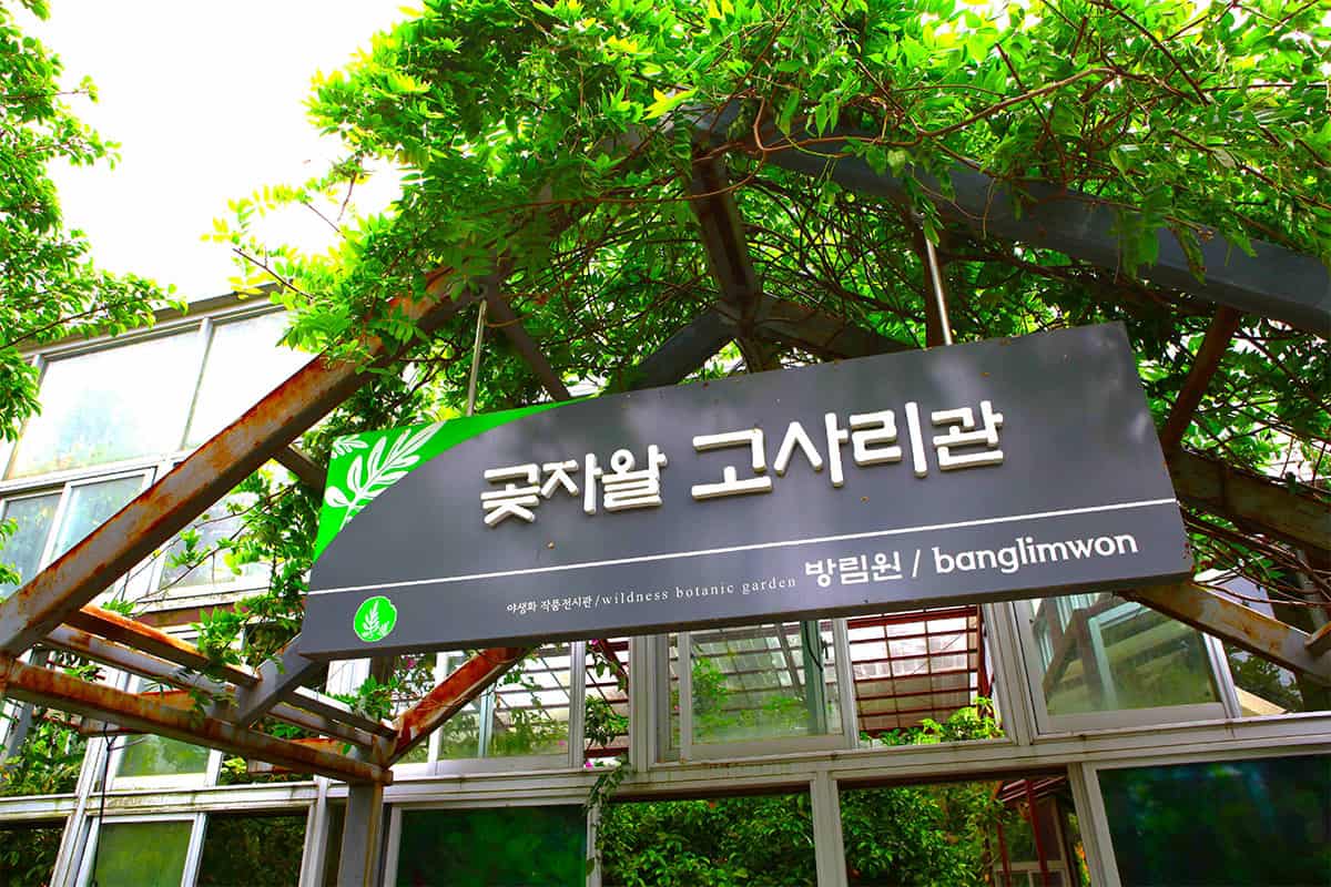 곶자왈 고사리 곶자왈 고사리