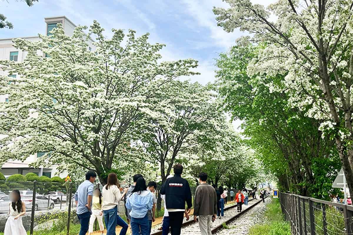 전주 이팝나무 철길 전주 이팝나무 철길