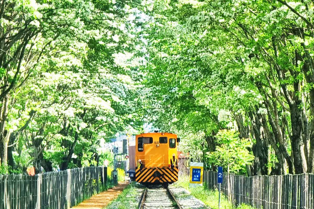 전주 이팝나무 철길 모습 전주 이팝나무 철길 모습