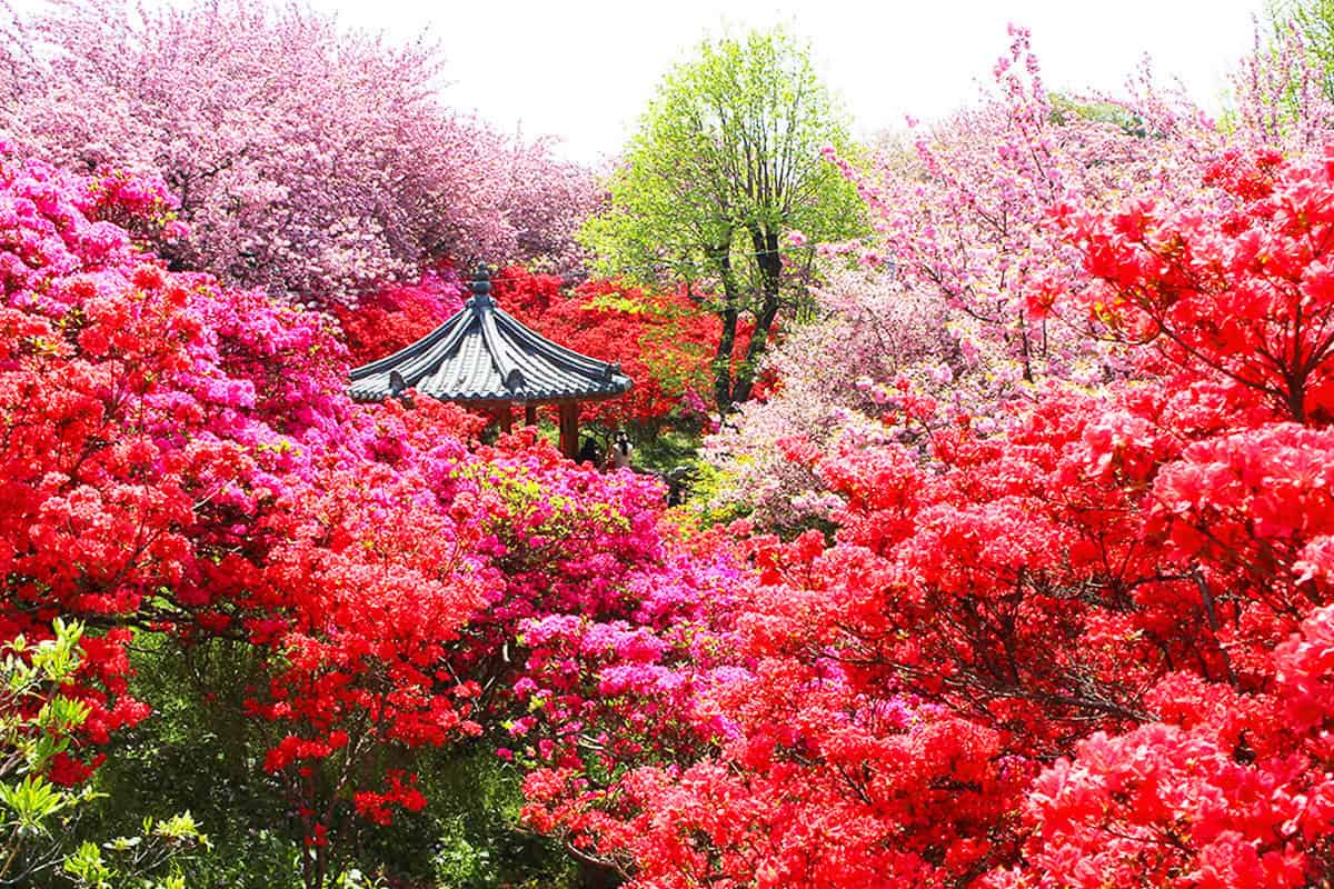 전주 완산칠봉 꽃동산 모습 전주 완산칠봉 꽃동산 모습