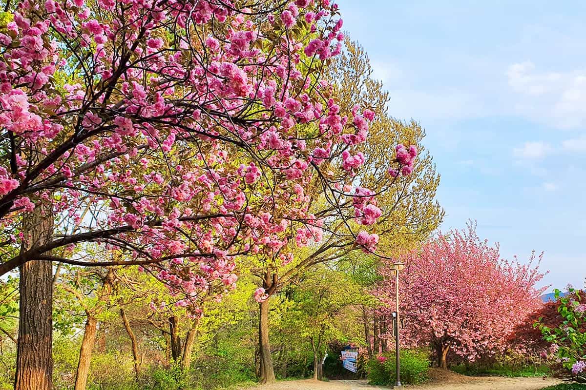 전주 완산칠봉 겹벚꽃 전주 완산칠봉 겹벚꽃
