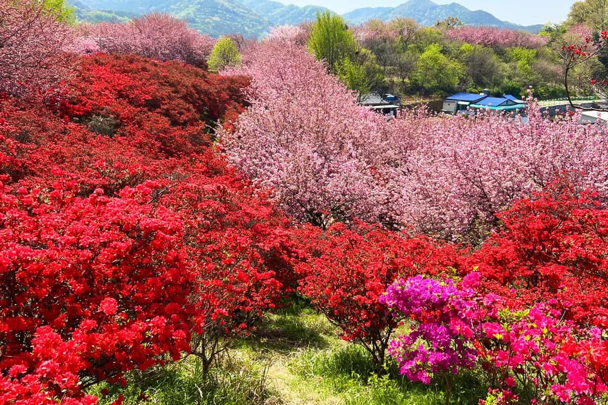 전주 완산칠봉 겹벚꽃과 철쭉 전주 완산칠봉 겹벚꽃과 철쭉