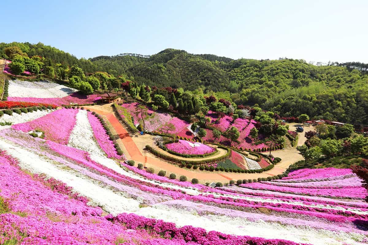 진안 꽃잔디동산 진안 꽃잔디동산