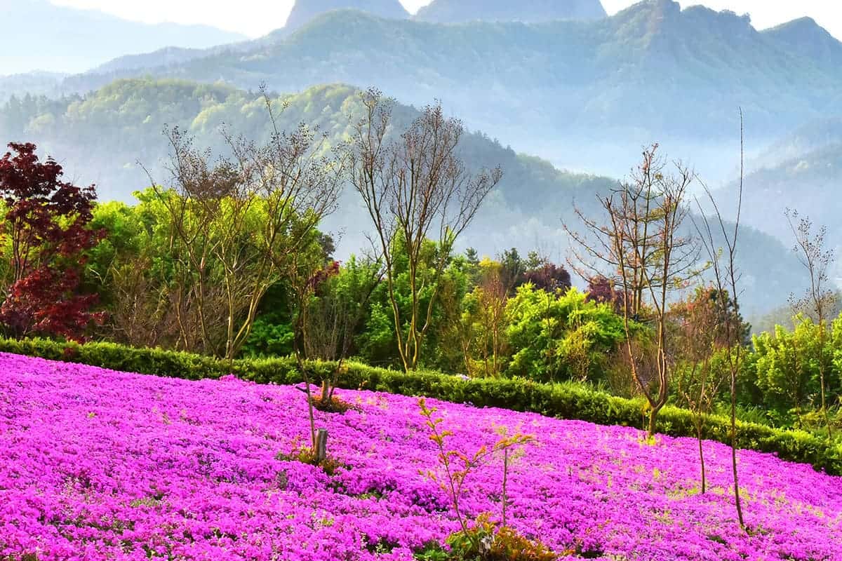 진안 꽃잔디동산 풍경 진안 꽃잔디동산 풍경