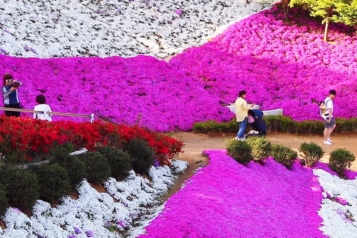 진안 분홍빛 꽃잔디동산 진안 분홍빛 꽃잔디동산
