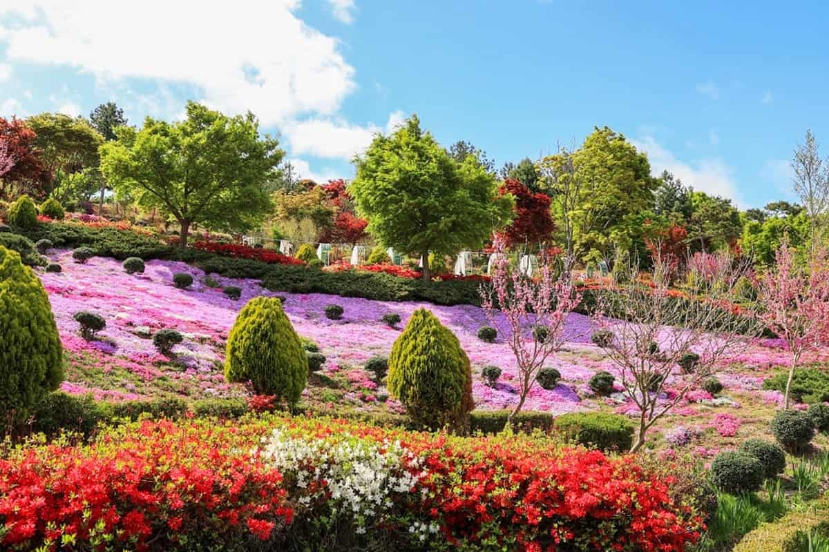 진안 꽃잔디동산 전경 진안 꽃잔디동산 전경
