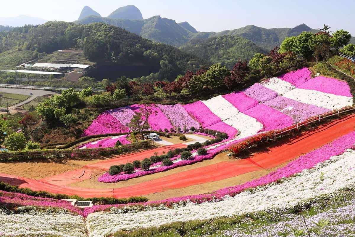 진안 꽃잔디동산 항공샷 진안 꽃잔디동산 항공샷