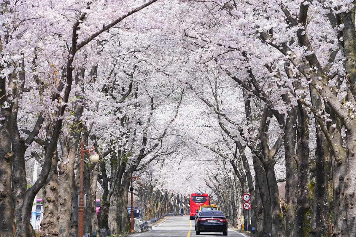 진안 마이산 벚꽃길 진안 마이산 벚꽃길