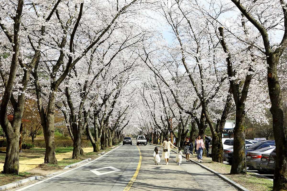진안 마이산 벚꽃길 풍경 진안 마이산 벚꽃길 풍경