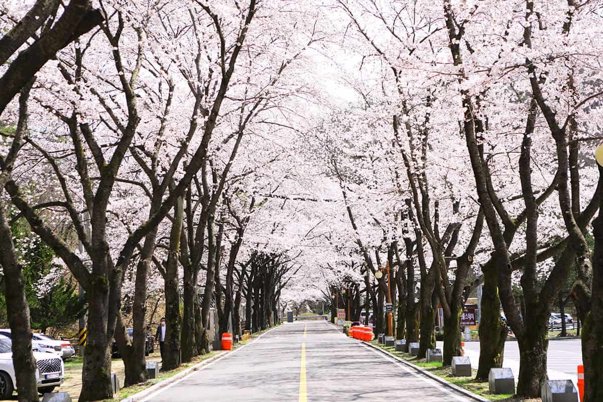 진안 마이산 2.5km 벚꽃길 진안 마이산 2.5km 벚꽃길