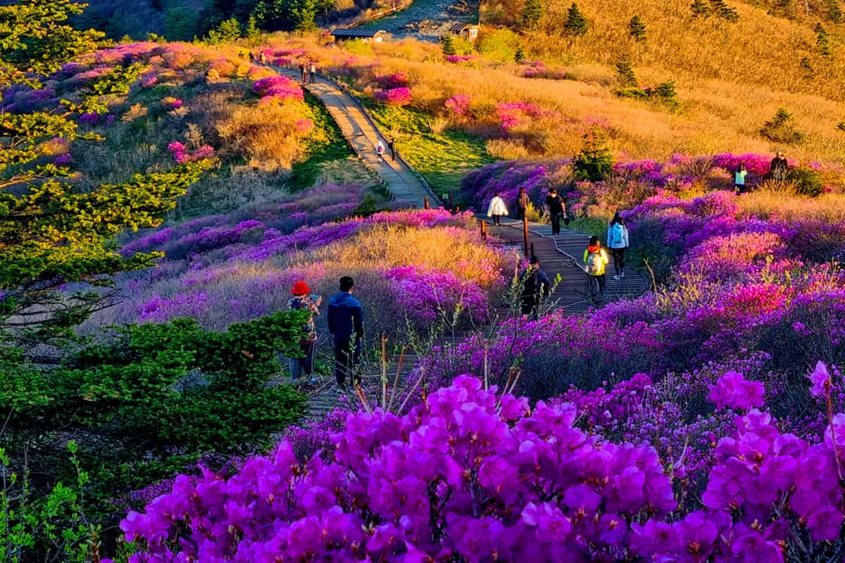 지리산 진달래 지리산 진달래