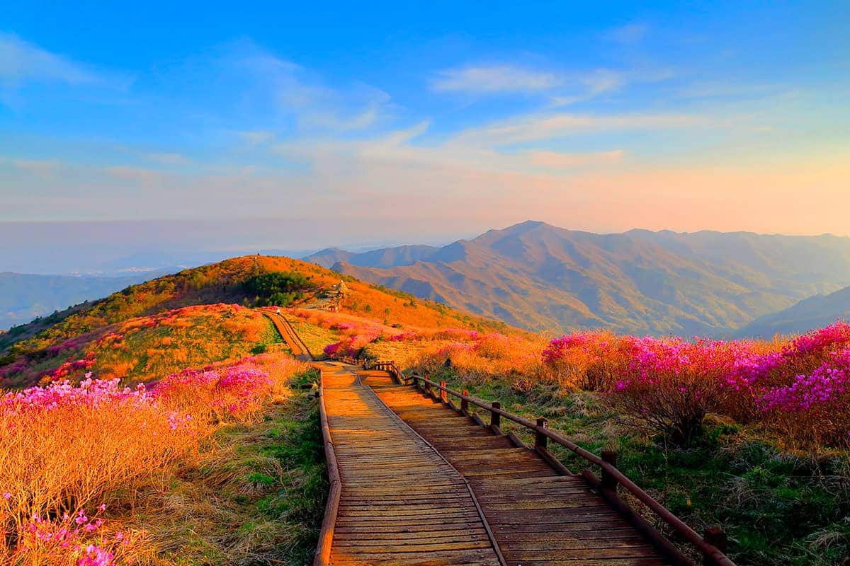 전남 지리산 진달래 전남 지리산 진달래