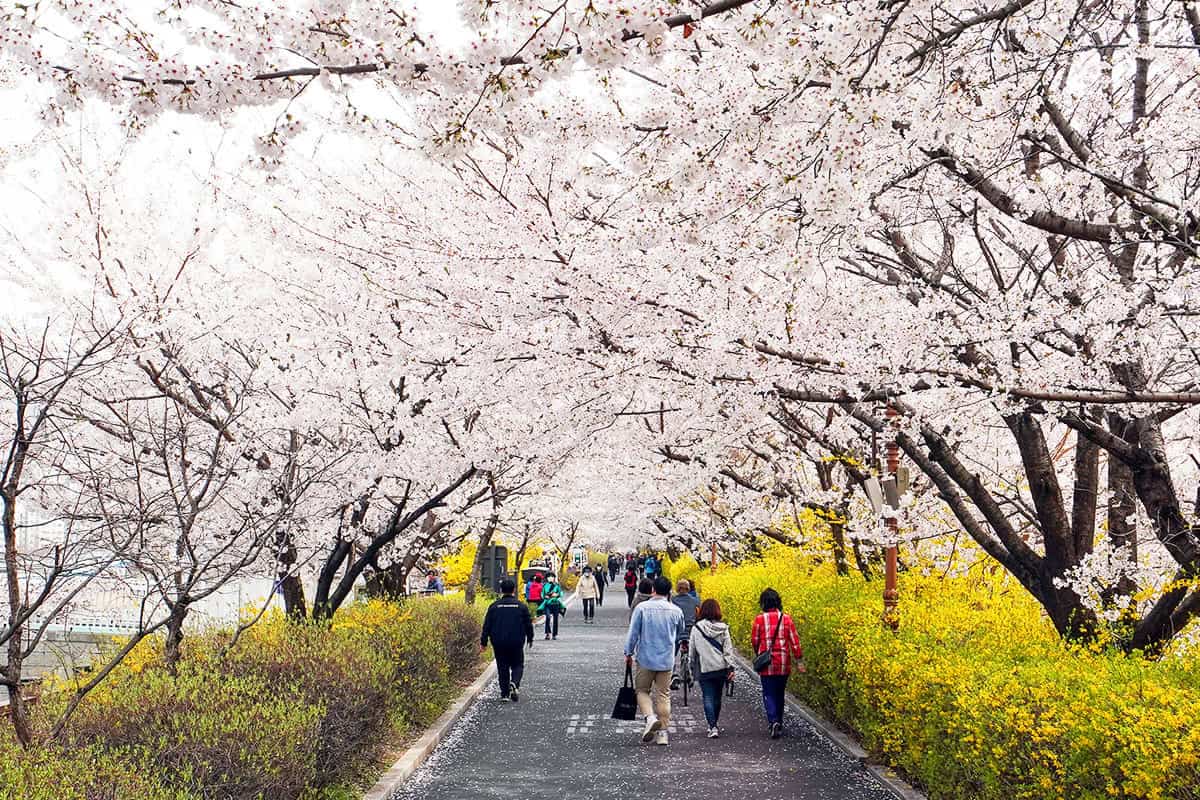 중랑천 벚꽃길 풍경 중랑천 벚꽃길 풍경