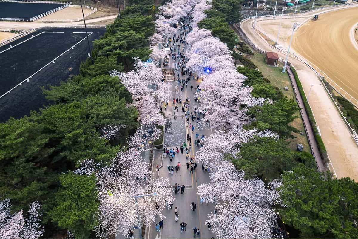 렛츠런파크 벚꽃길 렛츠런파크 벚꽃길