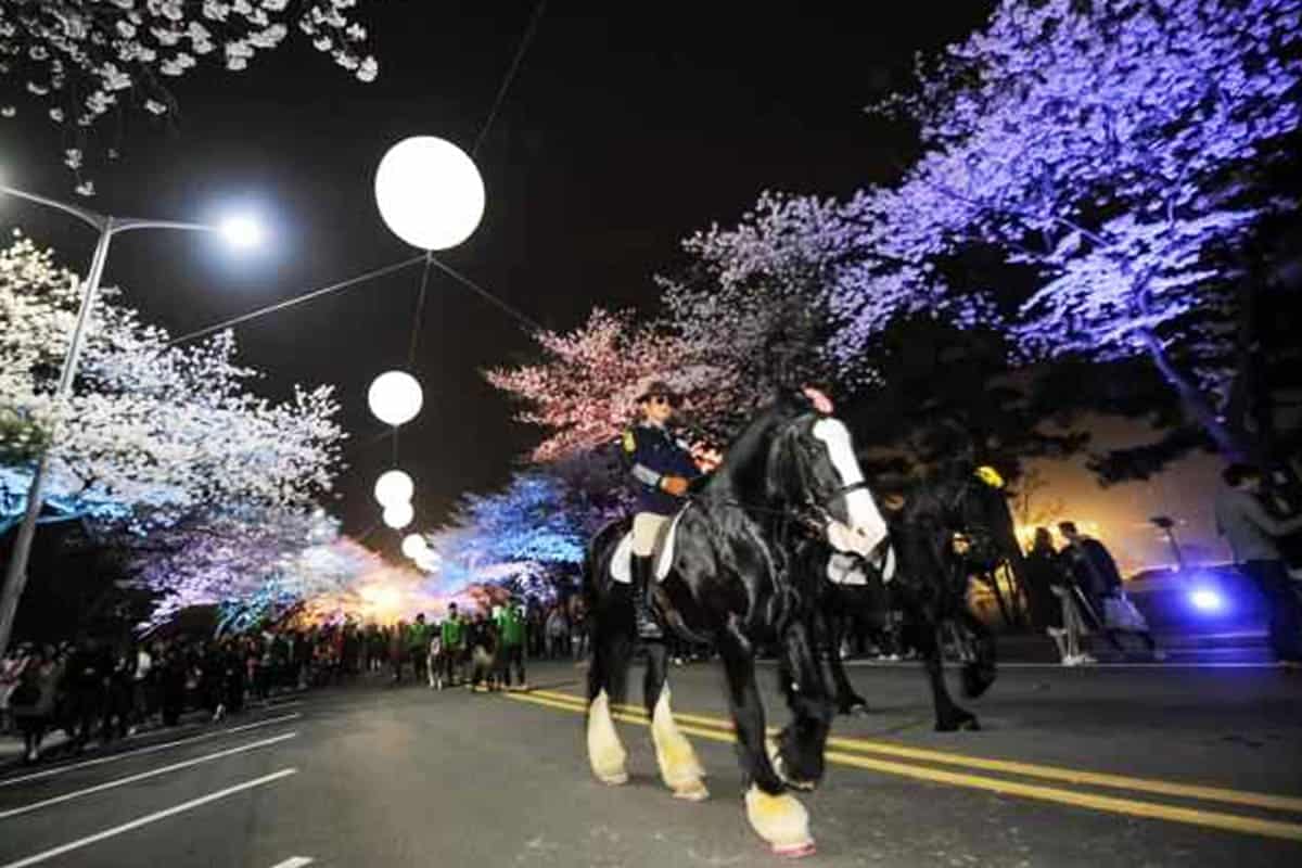 벚꽃축제 야경 벚꽃축제 야경