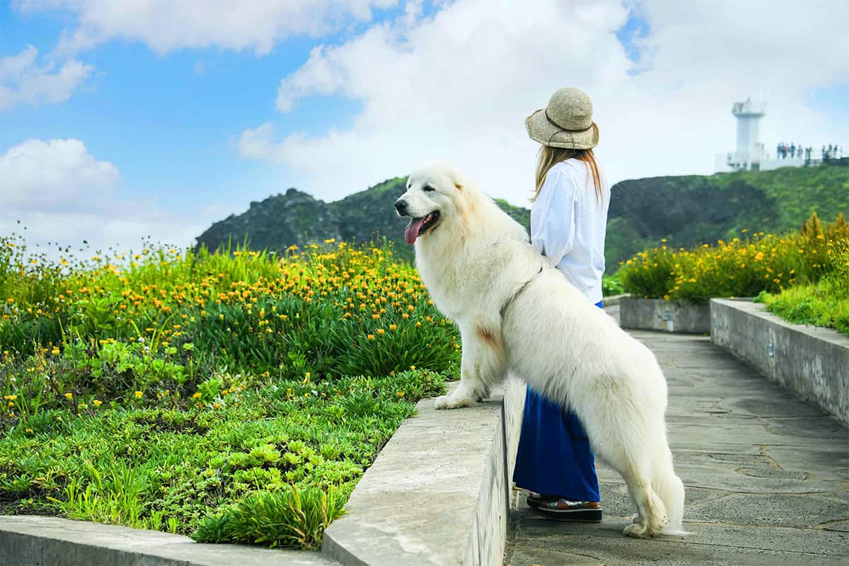제주도 반려견 여행 제주도 반려견 여행