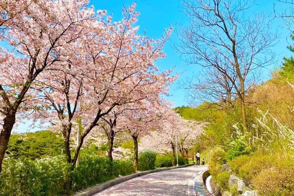 낙산공원 벚꽃길 낙산공원 벚꽃길