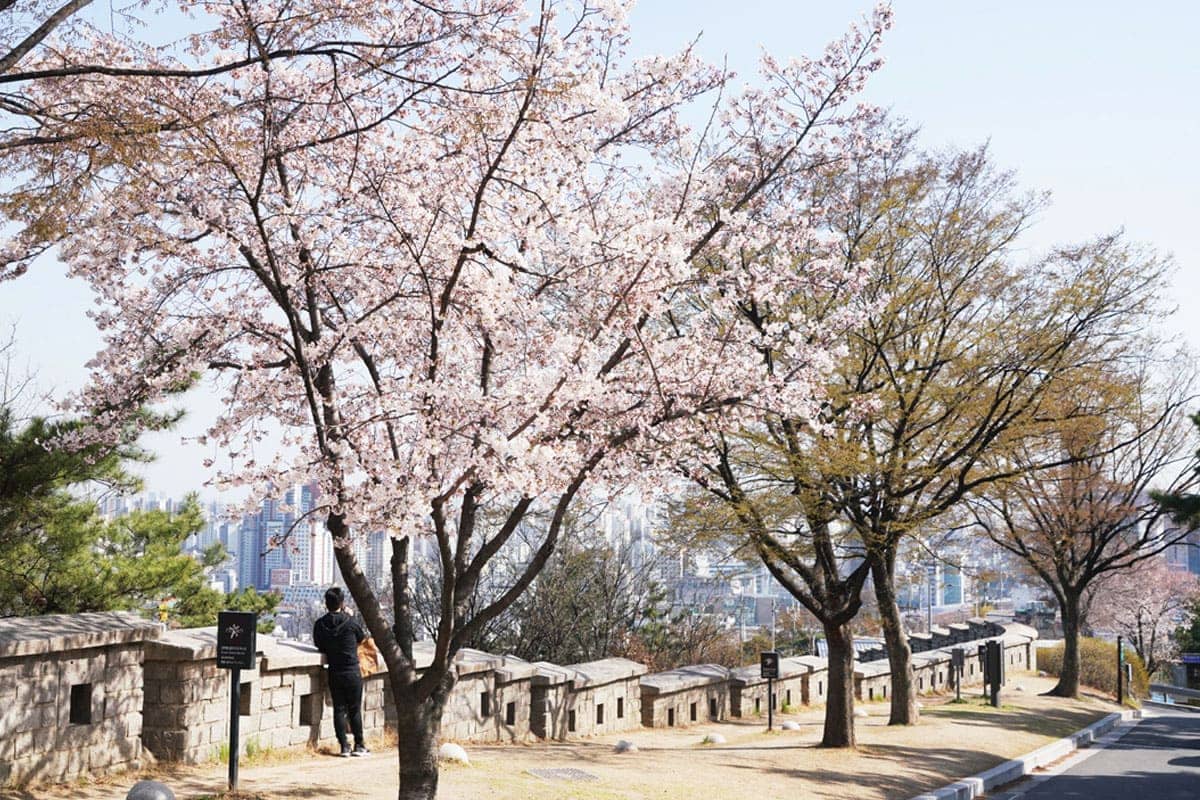 한양도성 벚꽃길 한양도성 벚꽃길