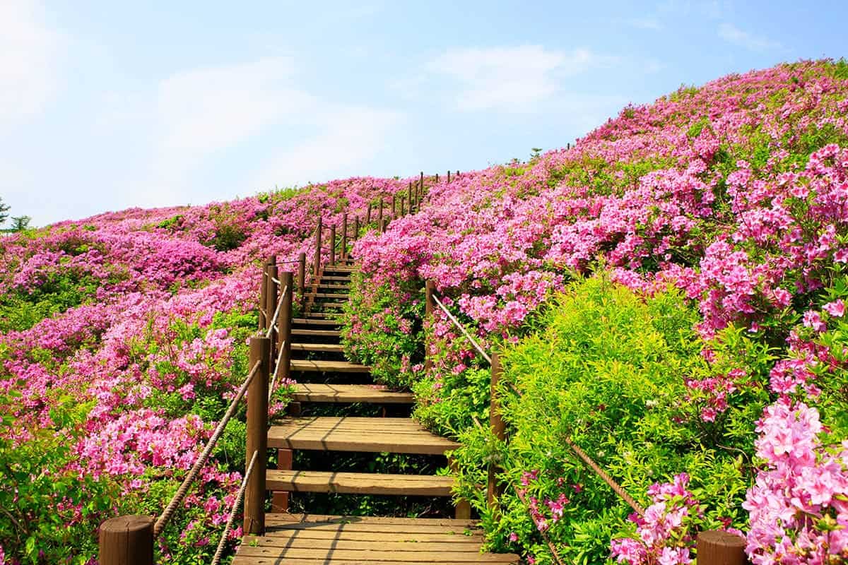 지리산 운봉 바래봉 등산 지리산 운봉 바래봉 등산