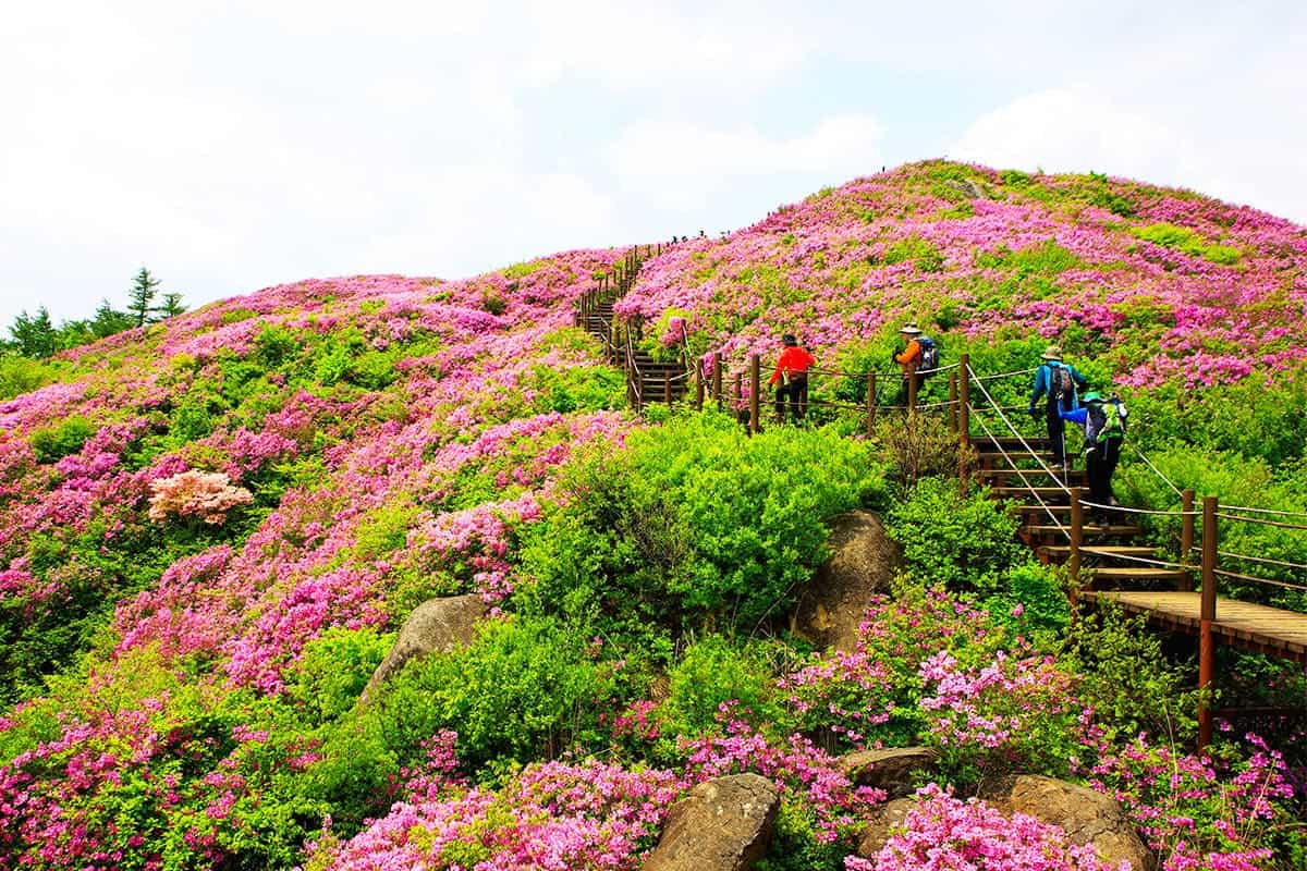 지리산의 봄 지리산의 봄