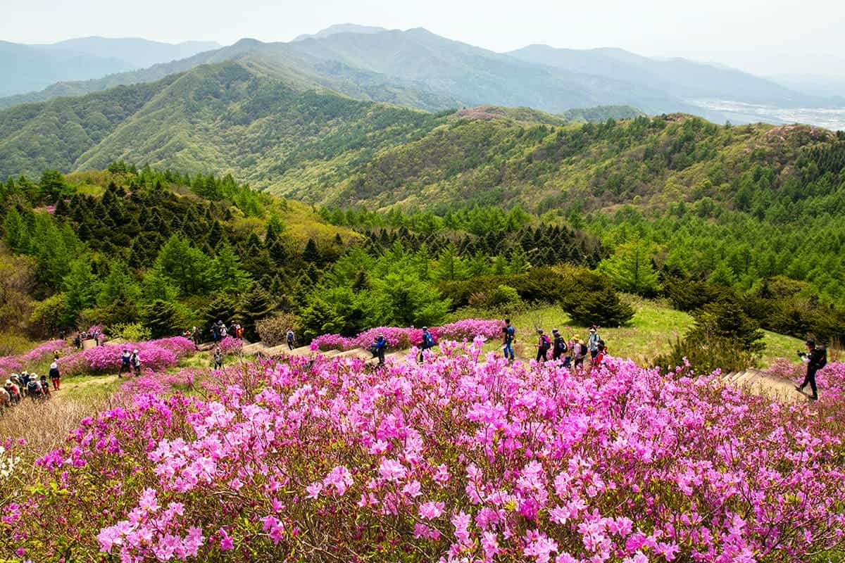 지리산 운봉 바래봉 철쭉 풍경 지리산 운봉 바래봉 철쭉 풍경