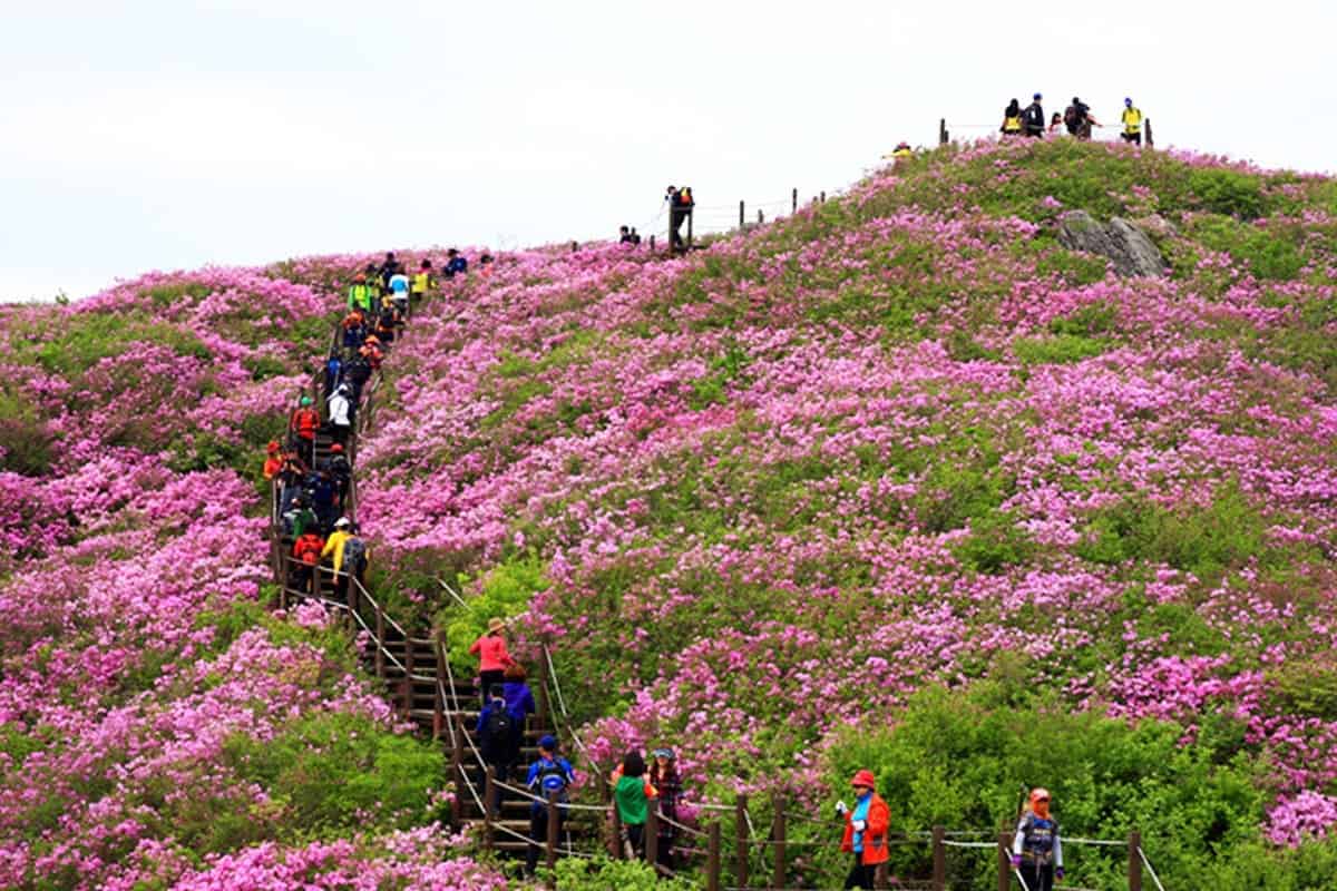 지리산 운봉 바래봉 철쭉제 지리산 운봉 바래봉 철쭉제