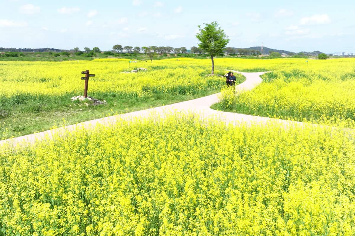 논산 유채꽃밭