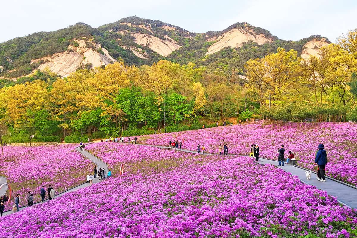 불암산 철쭉동산 풍경