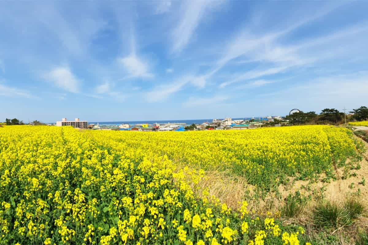 포항 호미곶 유채꽃밭 풍경