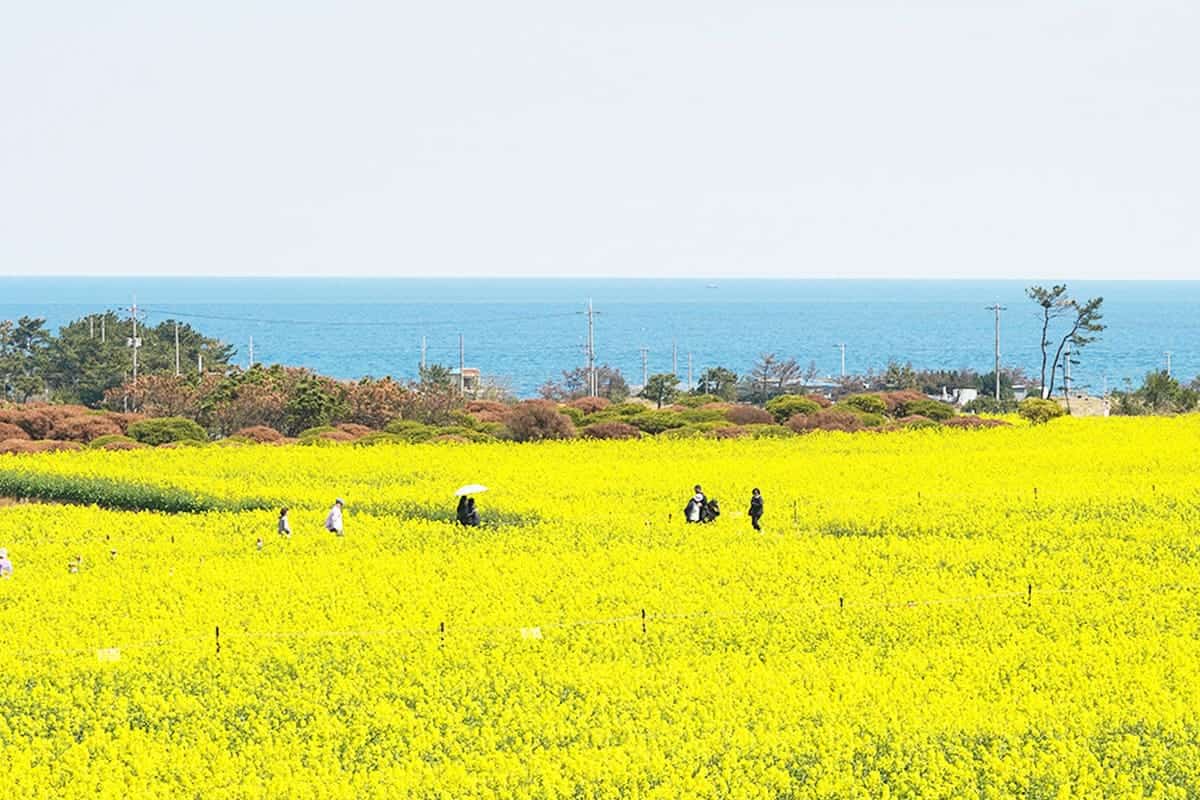 포항 호미곶 유채꽃과 바다