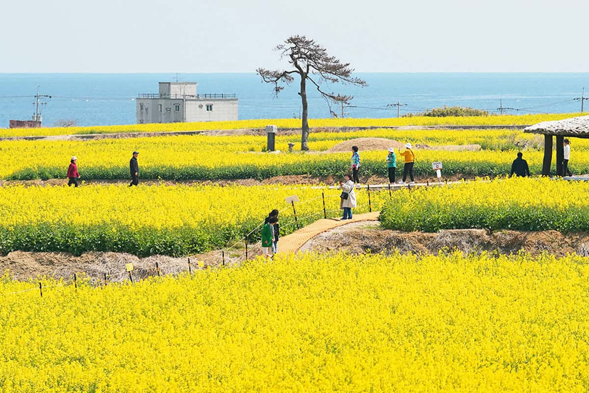 포항 호미곶 유채꽃 전경