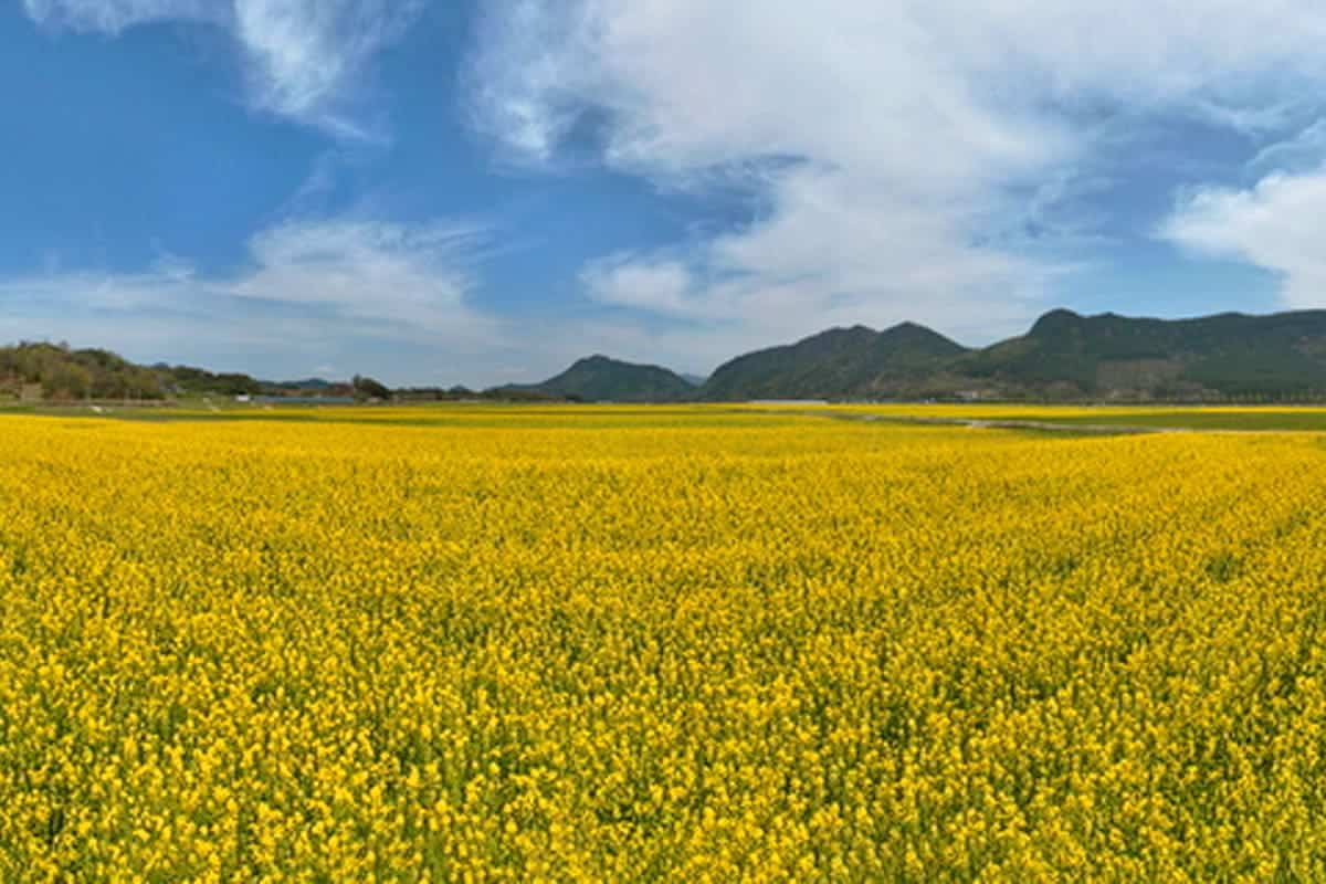 순창 채계산 유채꽃밭 순창 채계산 유채꽃밭