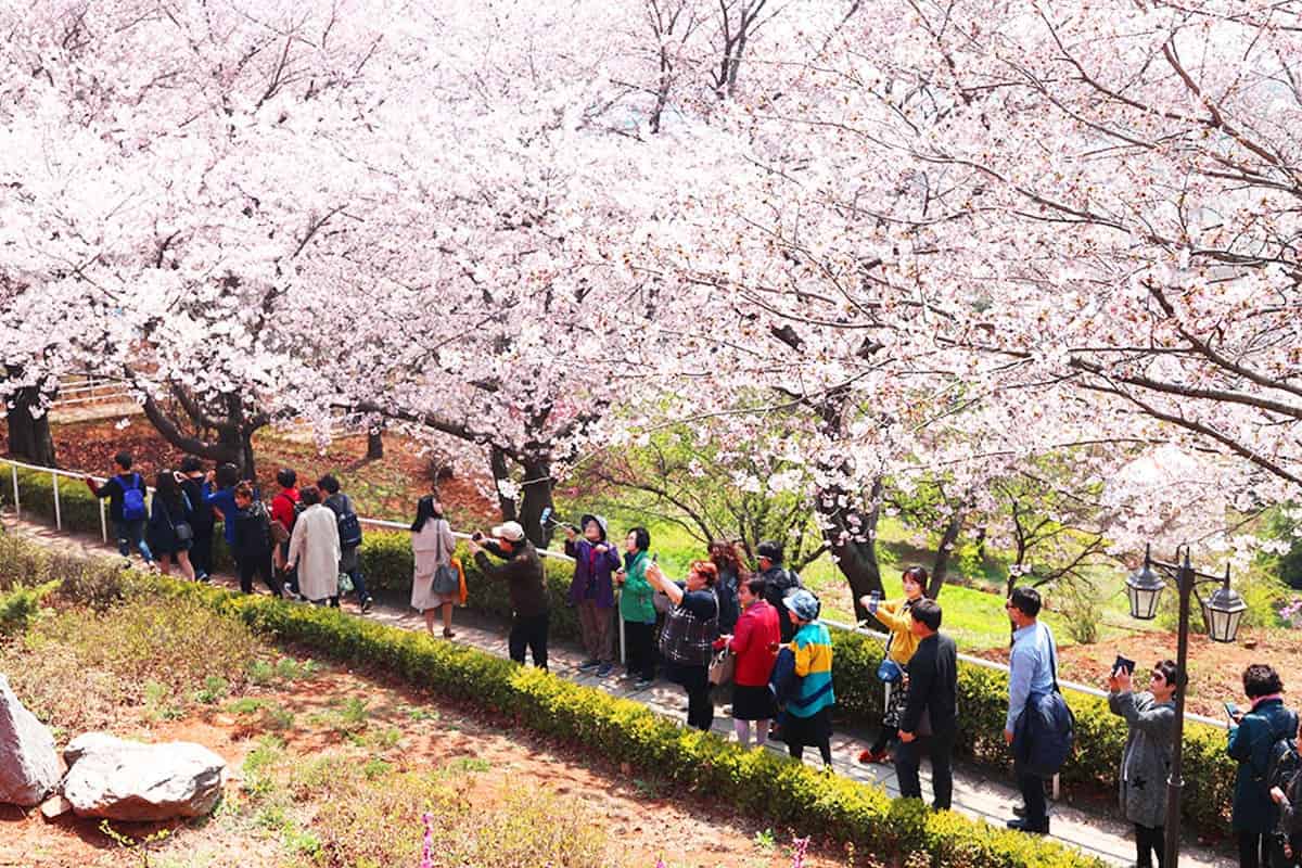 SK인천석유화학 벚꽃동산 벚꽃길 SK인천석유화학 벚꽃동산 벚꽃길