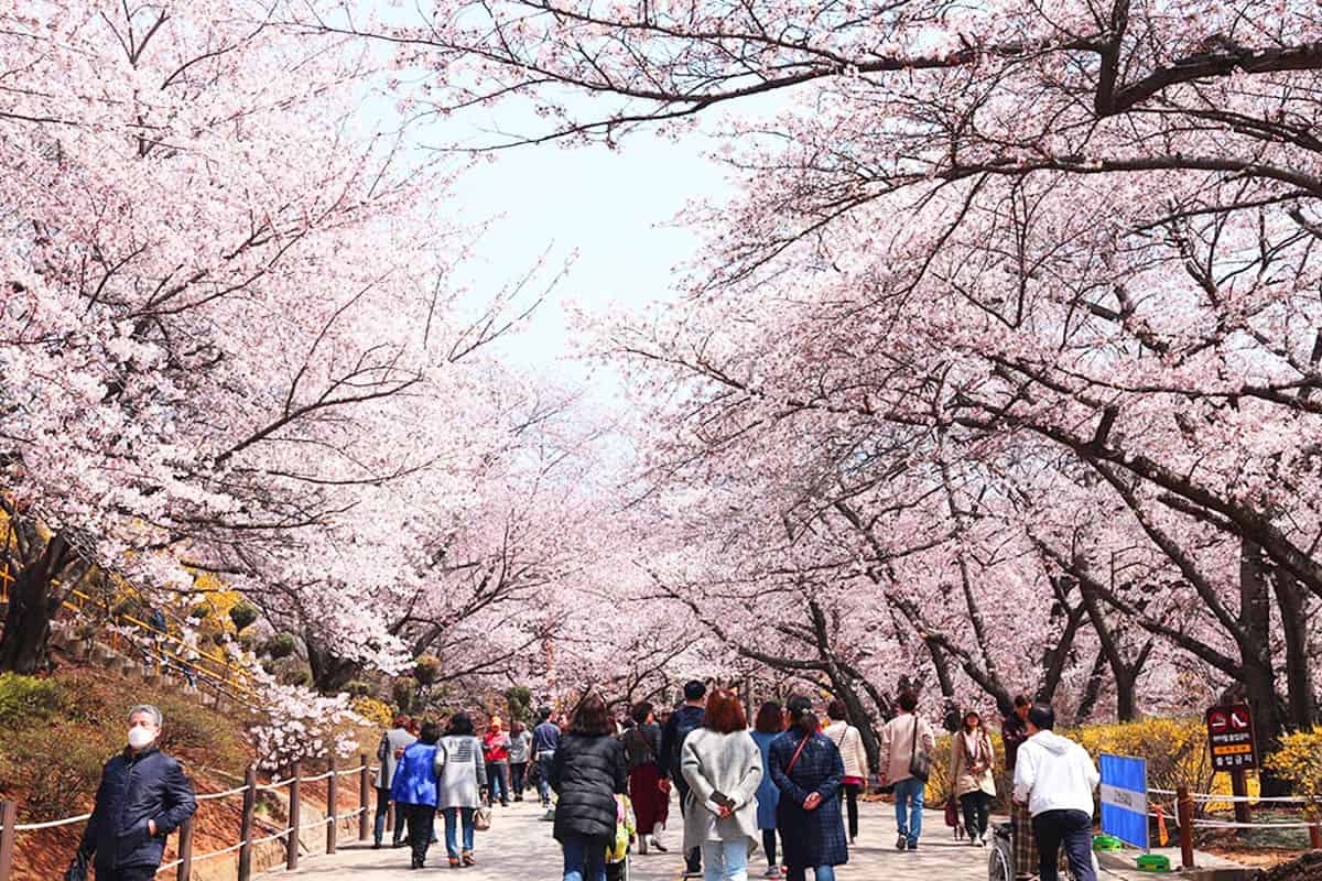 SK인천석유화학 벚꽃동산 SK인천석유화학 벚꽃동산