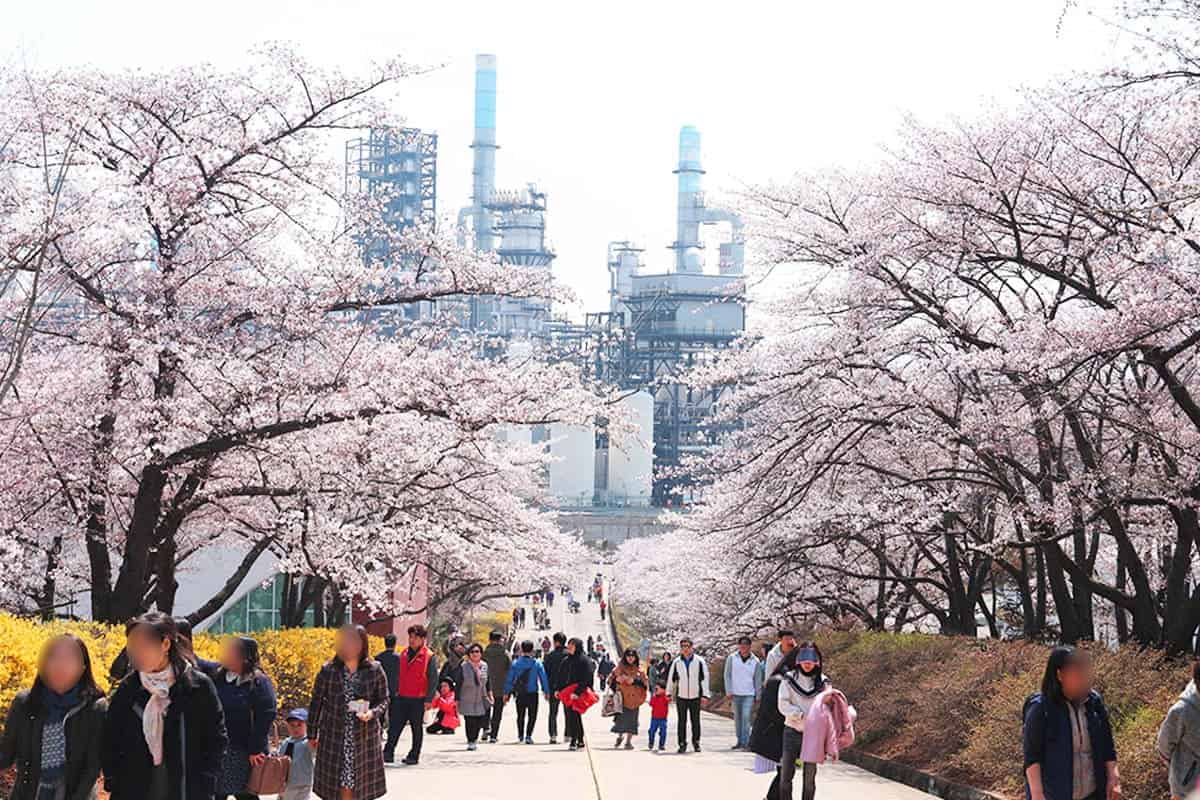 SK인천석유화학 벚꽃동산 SK인천석유화학 벚꽃동산
