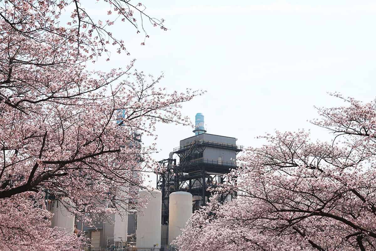 SK인천석유화학 벚꽃 SK인천석유화학 벚꽃