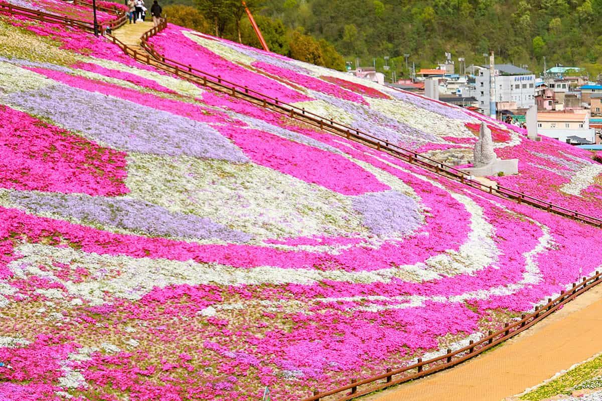 산청 꽃잔디 축제 산청 꽃잔디 축제