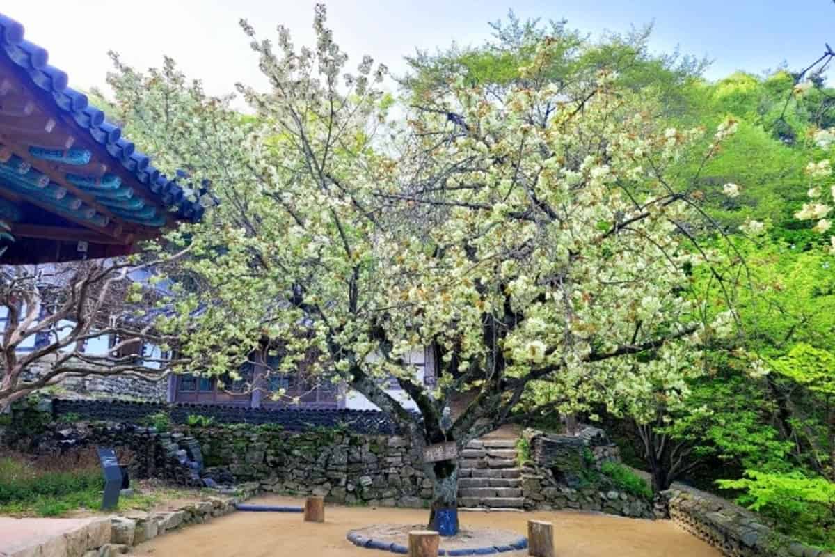 서산 개심사 청벚꽃 풍경 서산 개심사 청벚꽃 풍경