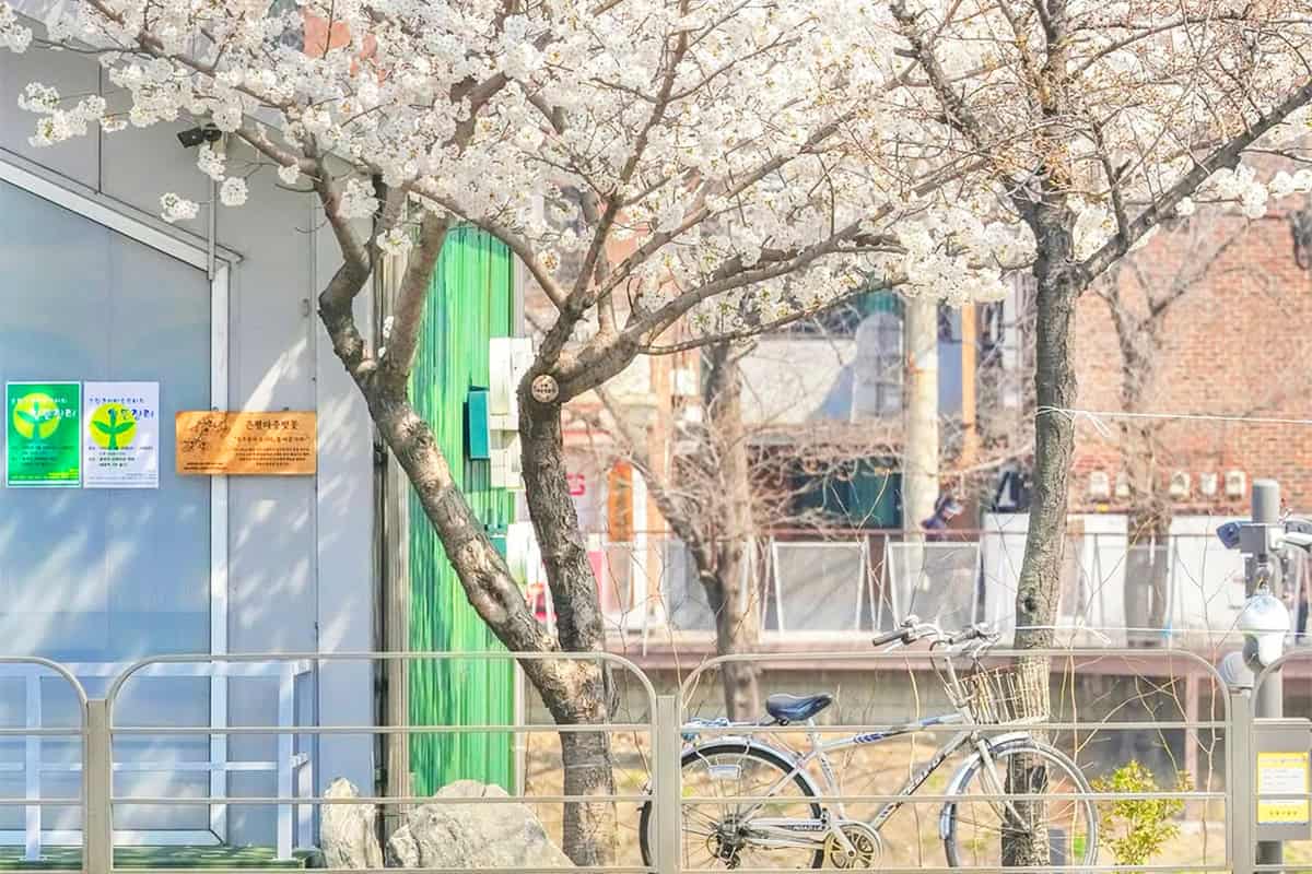 서울 불광천 벚꽃길 풍경 서울 불광천 벚꽃길 풍경