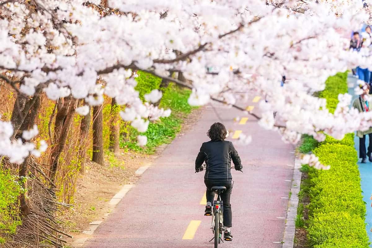 서울 불광천 벚꽃길 자전거 서울 불광천 벚꽃길 자전거
