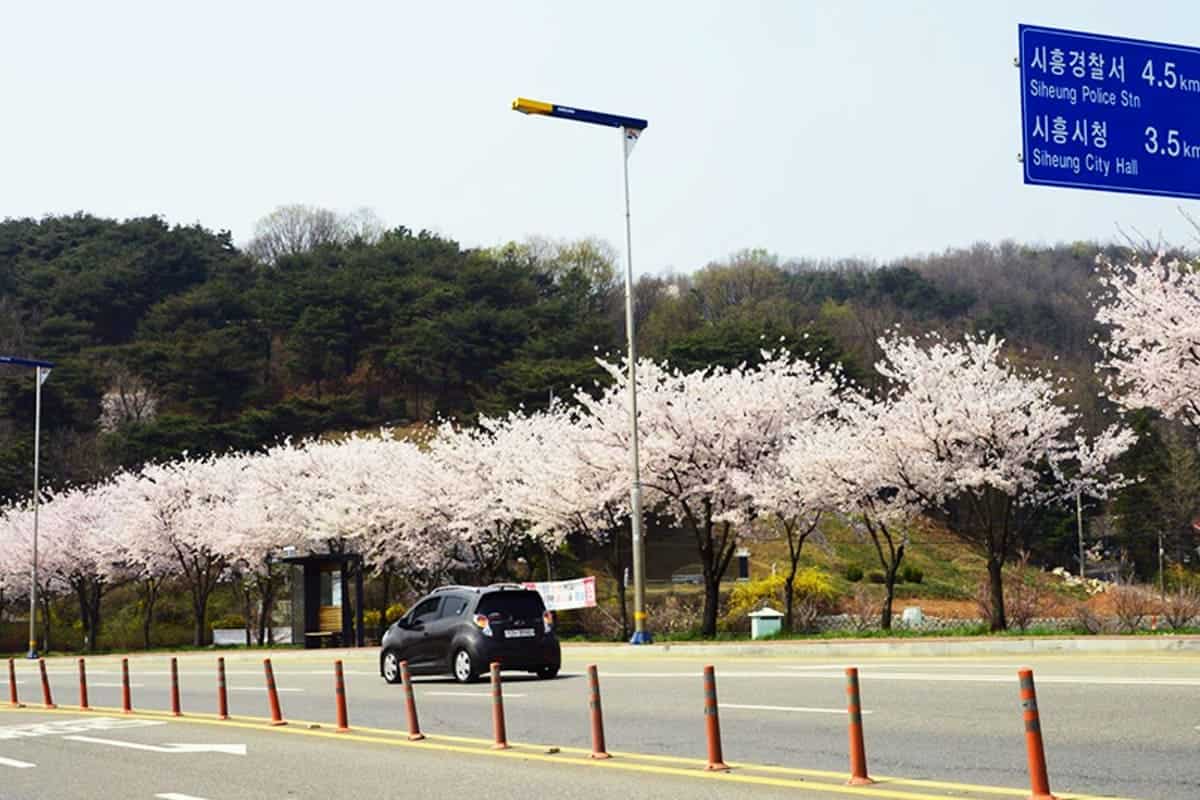 물왕저수지 드라이브 물왕저수지 드라이브