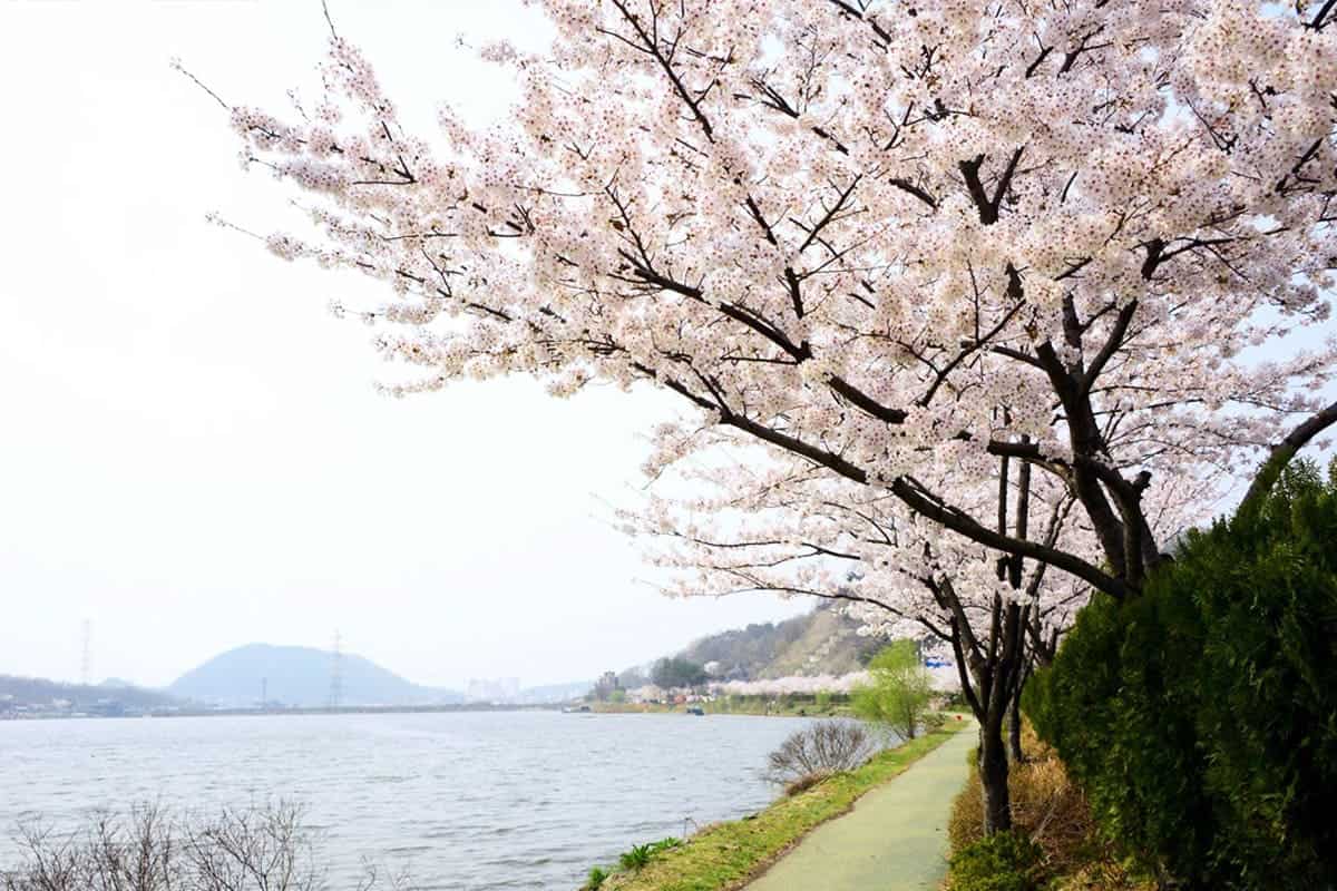 물왕저수지 산책로 물왕저수지 산책로