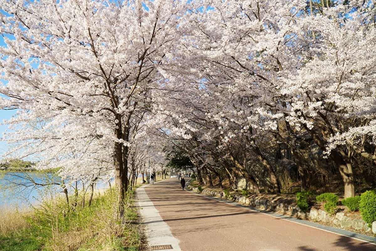 영랑호 벚꽃축제 영랑호 벚꽃축제